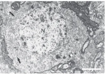 Figure 5. Electron micrograph of a type-2 neuron in the paratrigeminal nucleus  without axosomatic synaptic contacts