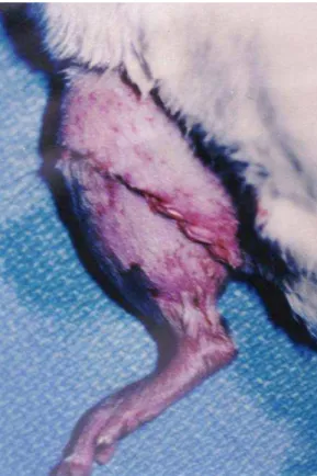 FIGURE 7 - Cutaneous suture with ininterrupted 4-0 nylon and verification of the rose-colored limb (good  perfusion)