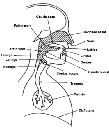 Figura 5 - Aparelho fonador humano (retirada de (Meneses, 2008)). 