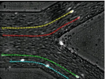 Fig. 6 Paths displacement of labeled RBCs (bright spots) flowing in physiological fluid with 14%