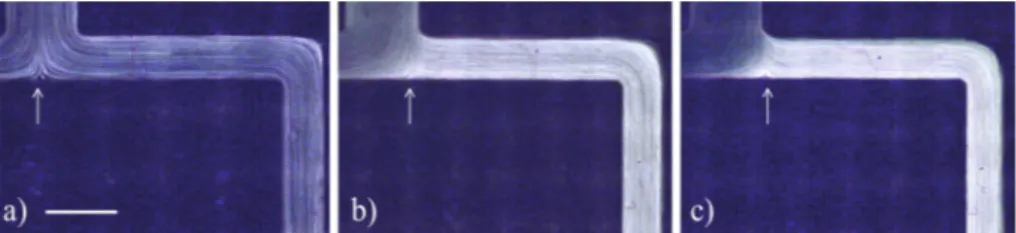 Fig. 5. Effect of the fl ow rate ratio (Q 2 /Q 1 ) on the CFL thickness directly measured along the channel 11 (generation i = 1) for Hct of 1% (squares) and 5% (circles) using a median intensity projection method.