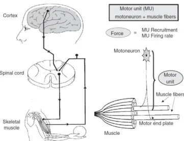 Figure  1-1  –   Schematic  representation  of  basic  movement  control  mechanisms,  motor  unit  and  its  components  [from  Moritani et al