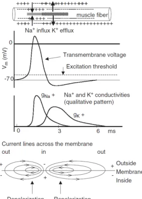 Figure  1-2  -  Representation  of  the  generation  and  propagation of an action potential in an excitable cell
