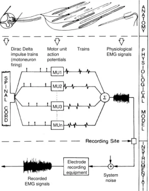Figure  3-2  -  Schematic  representation  of  the  model  for  the  generation  of  EMG  signals