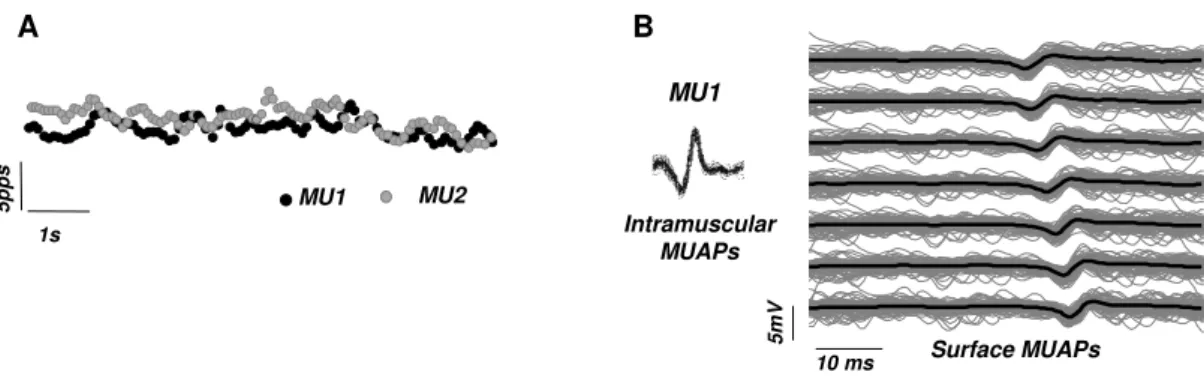 Figure  3-14  –   Example  of  the  instantaneous  discharge  rate  of  two  motor  units  identified  for  the  vastus  medialis  obliquus  at  30%  maximal  force  (A)