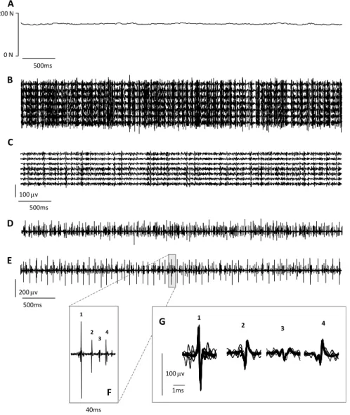 Figure 4-1  –  Representative recordings obtained during an isometric knee extension contraction performed at  30% of the maximum voluntary force