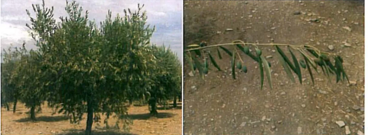 Figura  2 - Stresse  hídrico severo originando uma  queda  anormal de frutos  no fim  do  verão na cultivar Verdeal Transmontana