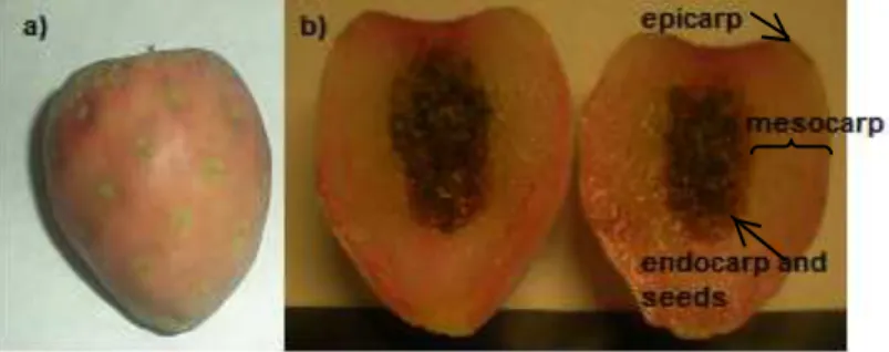 Figure 1. Picture of Opuntia joconostle (cv. Cuaresmeño) fruits. The whole fruit (a) and  its parts (b) are shown, epicarp, mesocarp (edible part) and endocarp (mucilaginous part  with seeds)