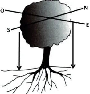 Figura 3.3 – As folhas para análise devem ser colhidas em todas as orientações. (Adaptado de  Freeman &amp; Carlson, 2005