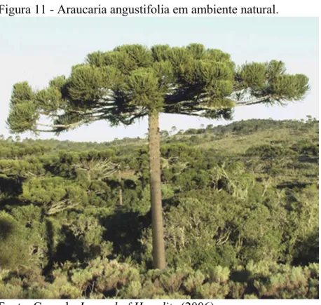 Figura 11 - Araucaria angustifolia em ambiente natural. 