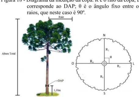 Figura 18 - Diagrama da medição da copa. R é o raio da copa; D  corresponde ao DAP;  θ  é o ângulo fixo entre os  raios, que neste caso é 90º