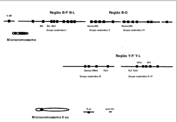 Figura  4.  MHC  da  galinha  e  as  regiões  genômicas  contendo  genes  relacionados  (figura  extraída de Kaufman et al., 1995 e modificada de acordo com Miller et al., 1996)