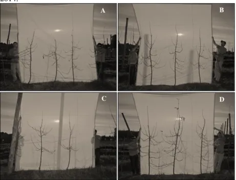 Figura 5- Imagem comparativa dos portaenxertos G.213 (A), M.9 (B),  Maruba/M.9  de  20  cm  (C)  e  Maruba/M.9  de  30  cm  (D)  sobre  a  cv