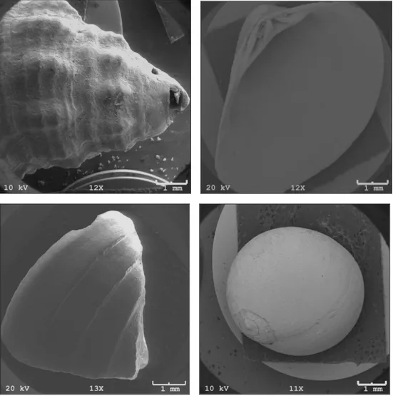 Figura 1.2.1.  Imagens obtidas da superfície de diferentes conchas calcárias fossilizadas  (MEV)