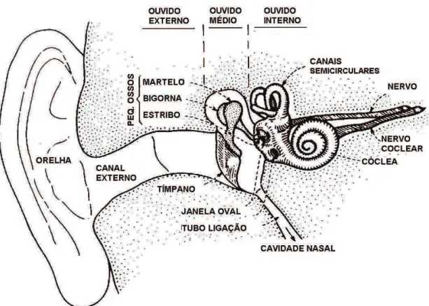 Figura 3.8: Modelo do ouvido humano (Modificada de Lawrence Rabiner, pg  132. [17]) 