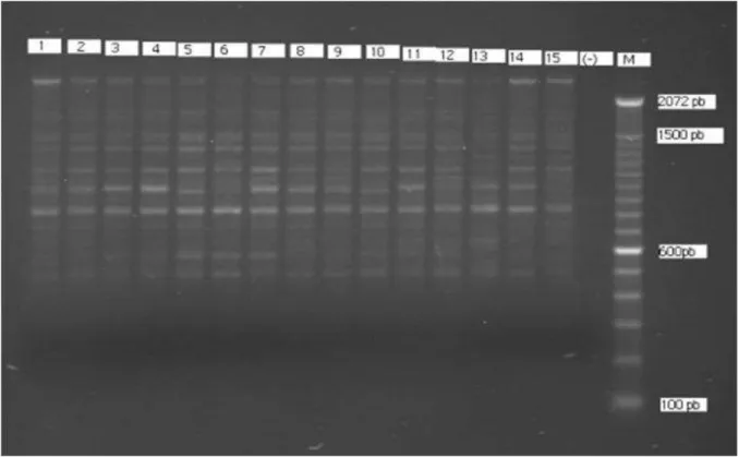 Figura  1.  Eletroforese  em  gel  de  agarose  com  o  Primer  OPA-01.  1  a  15  (genótipos  de  cebola);  (-)  (amostra  controle sem DNA); M (marcador 100pb DNA ladder)