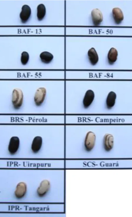 Figura 1 - Identificação e imagens dos genótipos de feijão (crioulo e comercial) utilizados nos experimentos em  Lages, safra 2010/2011 e 2011/2012