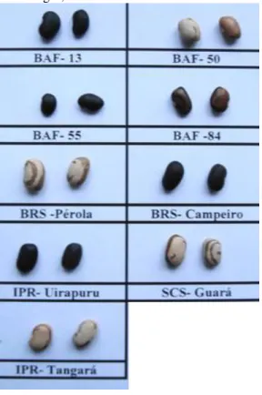 Figura 3 - Identificação e imagens dos genótipos de feijão (crioulo e comercial) utilizados nos experimentos e  Lages, safra 2010/2011 e 2011/2012