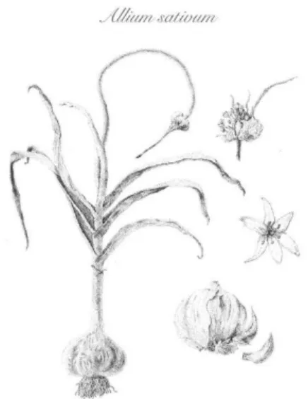 Figura 1. Representação botânica de A. sativum. Coccygodynious (2012).