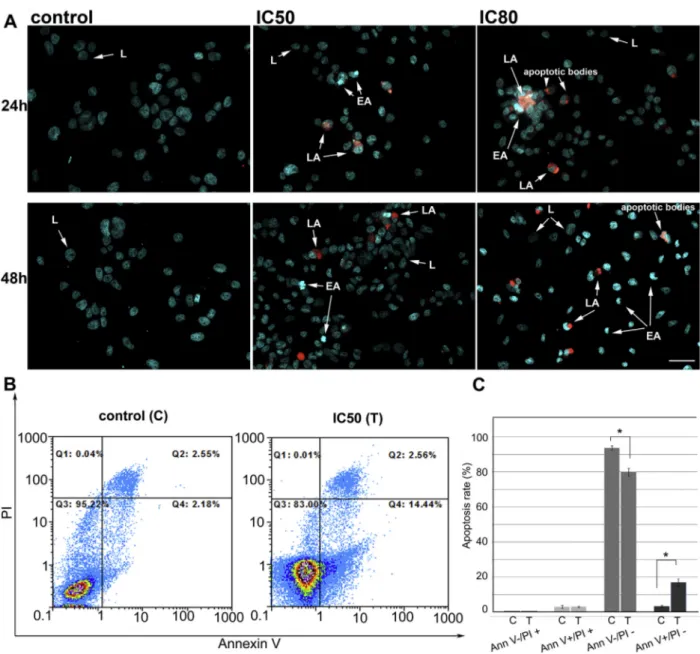Fig. 2. M. giganteus methanolic extract induces apoptosis of HeLa cells. A) Representative composite images showing morphological changes of HeLa cells detected with dual DAPI/