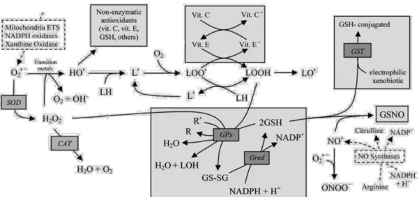 Figure 4. Overview of the main reactions involving reactive Oxygen species (ROS) / reactive Nitrogen species  (RNS),  and  major  endogenous  enzymatic  and  non-enzymatic  antioxidant  defences  in  the  cell