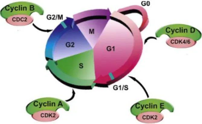 Figure 7. Simple representations of cell cycle and some of its regulators [adapted from (Wang  et al ., 2009)]