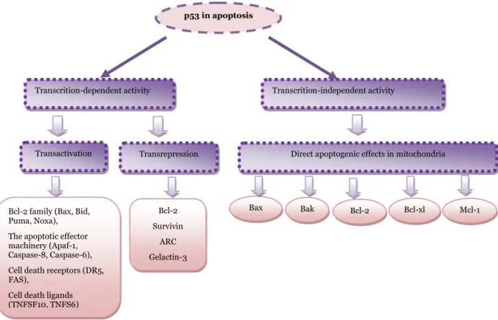 Figure 10. Multiple mechanisms involved in p53-mediated apoptosis [adapted from (Zuckerman et al., 2009)]