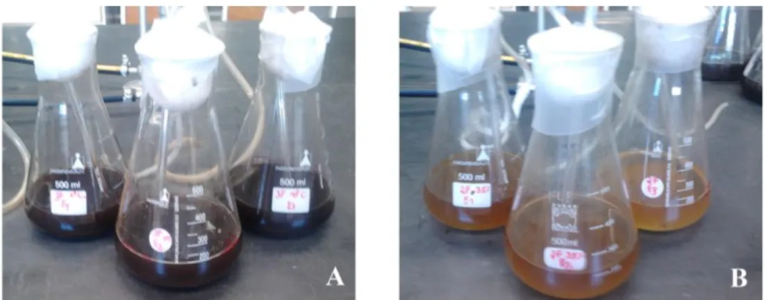 Figura 3.6  – Exemplos de ensaios de biorremediação: (A) Culturas em batch 3 fases; (B) Culturas em  batch 2 fases