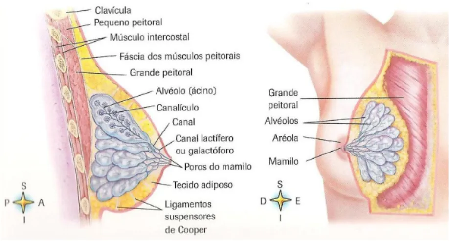 Figura 2.2: Glândula mamária (Ramé, et al., 2012). 