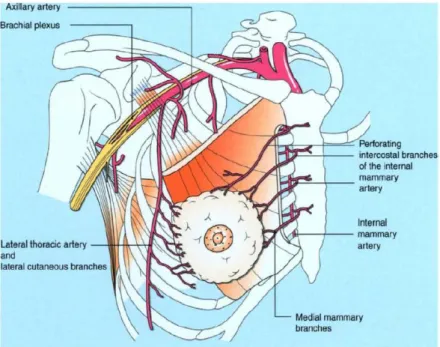 Figura 2.5: Irrigação arterial da mama (Hall, et al., 2005). 