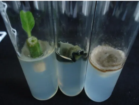 Figura 1 - Explantes de Physalis peruviana, provindos do tratamento com álcool 70% por 1 minuto,  contaminados por fungos e bactérias aos 28 dias de cultivo in vitro