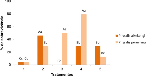 Figura 2 - Porcentagem de sobrevivência dos explantes de P. peruviana e P. alkekengi, após 28 dias  de cultivo in vitro