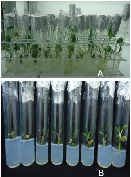 Figura 3 - Explantes de Physalis peruviana (A) e Physalis alkekengi (B), estabelecidos aos 40 dias de  cultivo in vitro