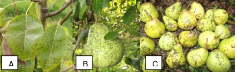 Figura 1 - Lesões de Entomosporiose em folhas (A) e frutos de  pereira europeia (B e C)