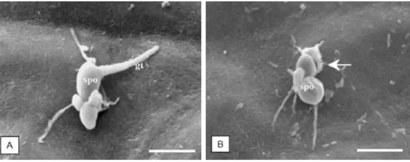 Figura  2  -  Imagens  de  microscópio  eletrônico  de  varredura  que  mostram o conidiosporo de Entomosporium mespili em  folhas  de  Amelanchier  alnifolia