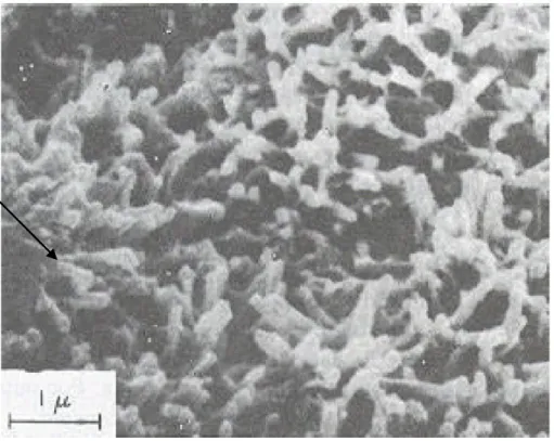 Figura 2.1 - Micrografia eletrônica de varredura de uma pasta de cimento Portland  com 3 dias de idade mostrando cristais de C-S-H [MEHTA e MONTEIRO,  1994]