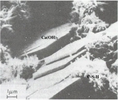 Figura 2.2  - Micrografia eletrônica de varredura de uma pasta de cimento Portland  com 3 dias de idade mostrando os cristais de Ca(OH) 2  e a estrutura fibrosa  formada pelo C-S-H [MEHTA e MONTEIRO, 1994]