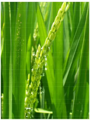 Figura 1 - Vista de uma panícula de arroz na fase de florescimento. Itajaí, SC, 2010/11