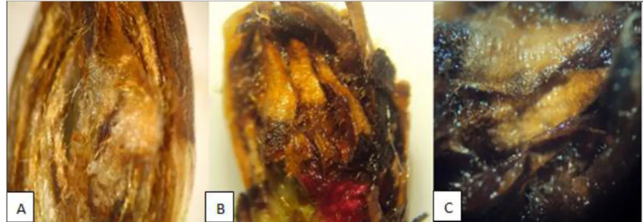 Figura  4.  A/B/C  -  Sintoma  do  abortamento  floral de pereira  europeia.  Necrose  de  gemas  florais  em  diferentes  estágios de desenvolvimento