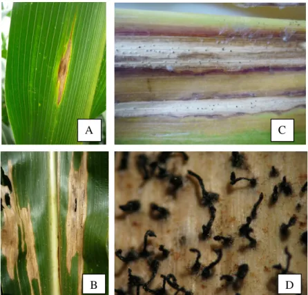 Figura 1 -  Mancha-de-macrospora: lesões iniciais (A); lesões necróticas com tecido dilacerado  (B); formação de  picnídio do fungo nas lesões (C); liberação do cirro de conídios do picnídio (D)