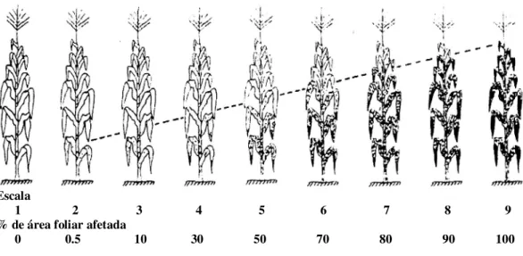 Figura 1 - Escala diagramática para a avaliação das doenças foliares do milho proposta pela Agroceres (1996)