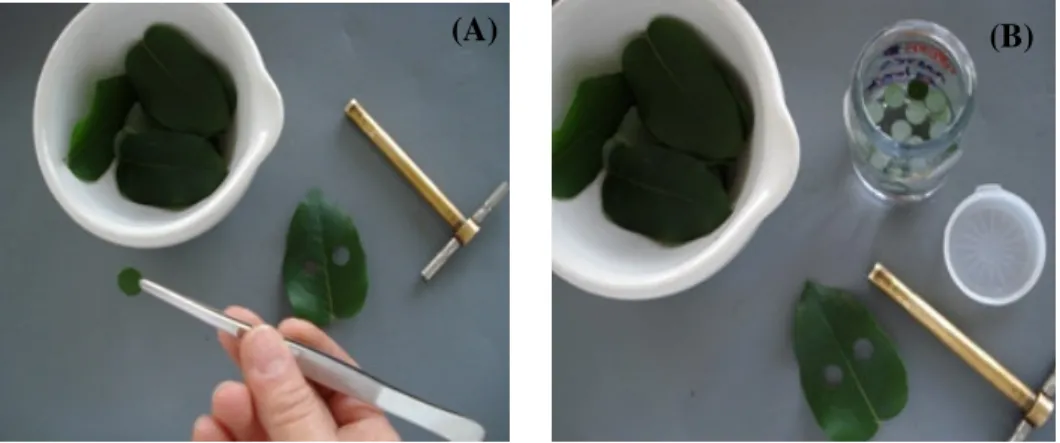 Figura  1  –  Corte  dos  discos  foliares  de  Eucalyptus  dunnii  com  perfurador  de  rolha  (A),  para  posterior  determinação de condutividade elétrica (B)