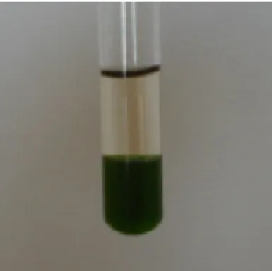 Figura 3 – Pigmentos no fundo do tubo e carboidratos dissolvidos em meio aquoso (fase aquosa superior) 