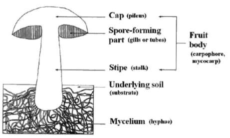Figure 1: Schematic representation of mushrooms (Kalac, 2000). 