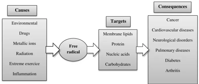 Figure  7.  Major  causes  for  over  production  of  free  radical  (oxidative  stress),  possible  cellular  targets  and  conditions that were associated to oxidative stress (Ferreira et al., 2009)