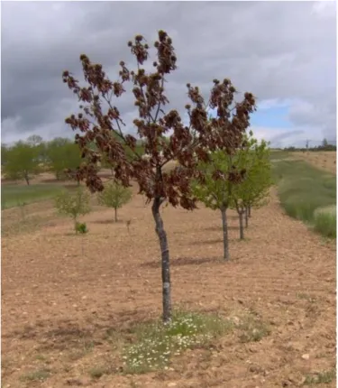 Figure 1.Symptoms of ink disease in infected Castanea sativa (Professor A. Choupina) 