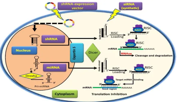 Figure 4.Mechanism of RNAi (Singh et al, 2011) 