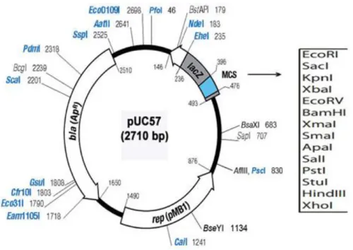 Figure 6.Map of the pUC57 vector 