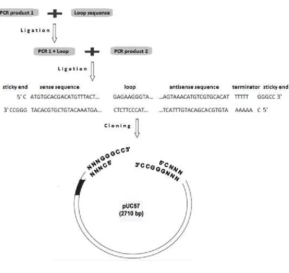Figure 10.Methodology for shRNA silencing cassette design 