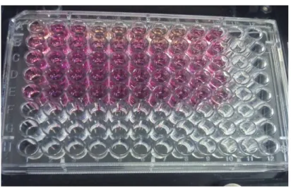 Figure 10 . Microplate showing the anti-inflammatory activity assay. 